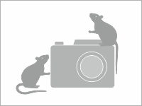 Domek IGLU myška / křeček