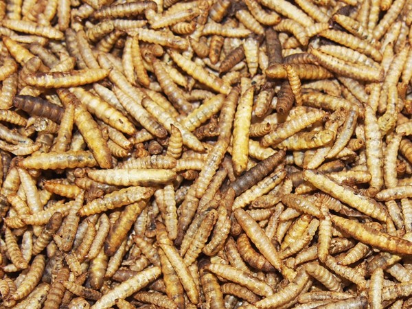 Sušené larvy mouchy bráněnky 20 g