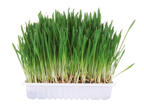 Tráva pro hlodavce v misce 100 g