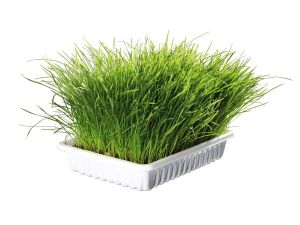 Jemná tráva v misce 100 g